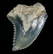 Bargain Blue Hemipristis Tooth - #5152-1